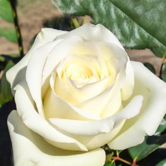 Роза чайно-гибридная Анастасия изображение 3