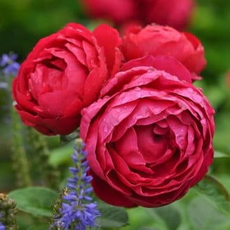 Роза чайно-гибридная Аскот изображение 1