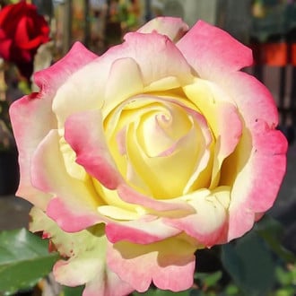 Роза чайно-гибридная Атена изображение 5