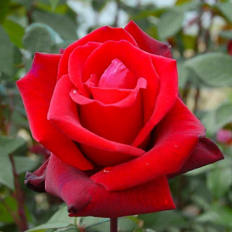 Роза чайно-гибридная Баркароле изображение 6