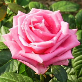 Роза чайно-гибридная Бель Анж изображение 6