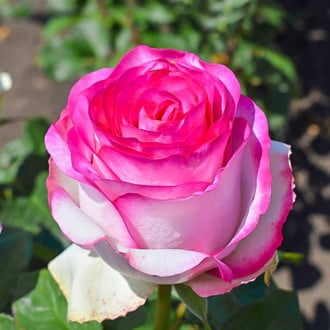 Роза чайно-гибридная Белла Вита изображение 6