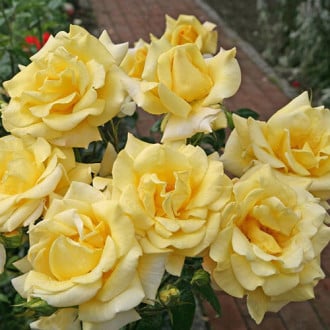 Роза чайно-гибридная Беролина изображение 4
