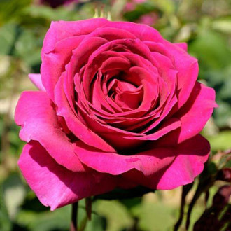 Роза чайно-гибридная Биг Перпл изображение 3