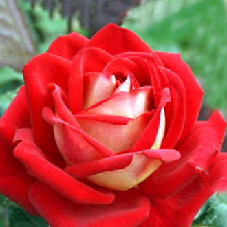 Роза чайно-гибридная Биколетте изображение 3