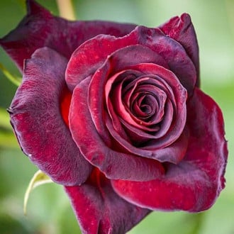 Роза чайно-гибридная Блэк Леди изображение 5