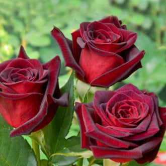 Роза чайно-гибридная Блэк Мэджик изображение 5