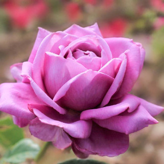 Роза чайно-гибридная Блю Парфюм изображение 4