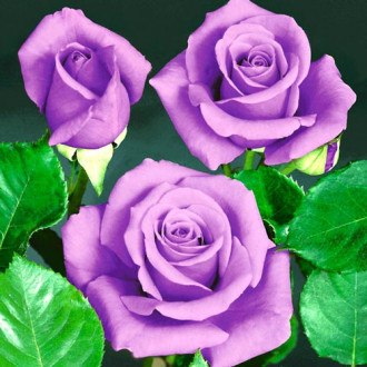 Роза чайно-гибридная Блю Сапфир изображение 4