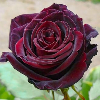 Роза чайно-гибридная Черный Барон изображение 5