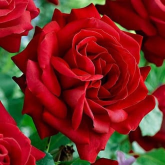 Роза чайно-гибридная Дам де Кер изображение 6