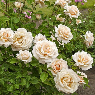 Роза чайно-гибридная Даймонд Джубили изображение 3