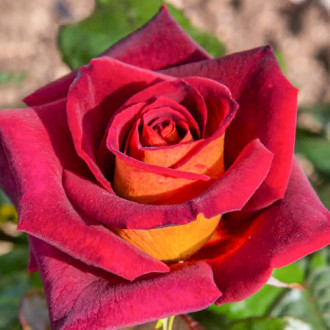 Роза чайно-гибридная Эдди Митчел изображение 5