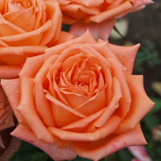 Роза чайно-гибридная Эльдорадо изображение 4