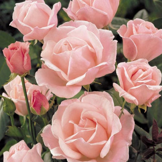 Роза чайно-гибридная Куин Элизабет изображение 4