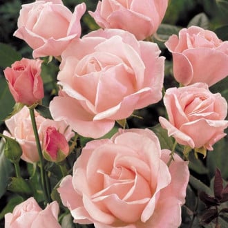 Роза чайно-гибридная Куин Элизабет изображение 6