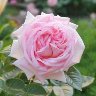 Роза чайно-гибридная Эмейзинг Грейс изображение 1