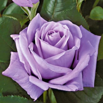 Роза чайно-гибридная Эминенс  изображение 2