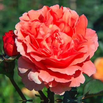 Роза чайно-гибридная Этруска изображение 4