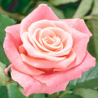 Роза чайно-гибридная Фламинго изображение 1