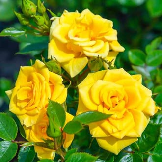 Роза чайно-гибридная Флауэр Пауэр Голд изображение 3
