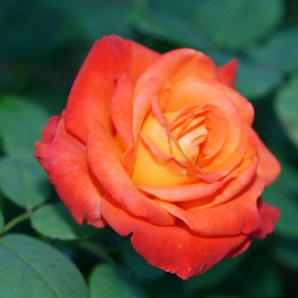Роза чайно-гибридная Франс Либре изображение 4