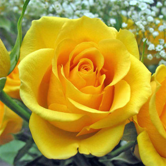 Роза чайно-гибридная Голден Моника изображение 6