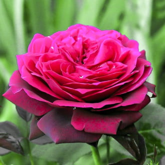 Роза чайно-гибридная Графиня Диана изображение 2