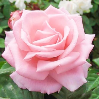 Роза чайно-гибридная Хелена  изображение 2