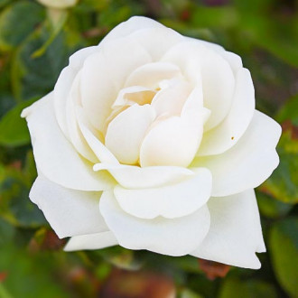 Роза чайно-гибридная Хельга изображение 2