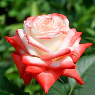 Роза чайно-гибридная Императрица изображение 1