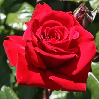 Роза чайно-гибридная Ингрид Бергман изображение 6