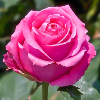 Роза чайно-гибридная Королева красоты изображение 5