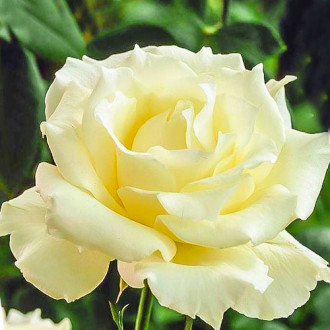 Роза чайно-гибридная Ла Перла изображение 1