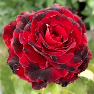Роза чайно-гибридная Лавли Ред изображение 2