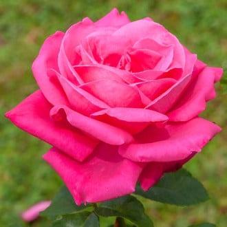 Роза чайно-гибридная Леди Митчел изображение 6