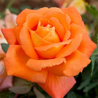 Роза чайно-гибридная Луи де Фюнес изображение 5