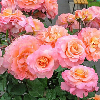Роза чайно-гибридная Августа Луиза изображение 1