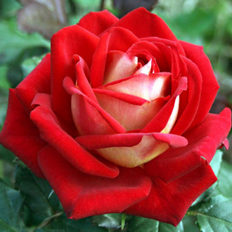 Роза чайно-гибридная Люксор изображение 5