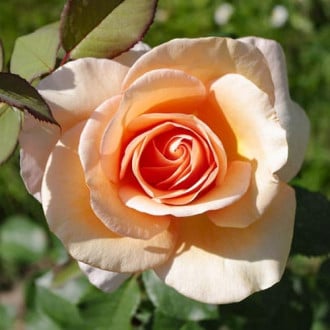 Роза чайно-гибридная Малага изображение 2