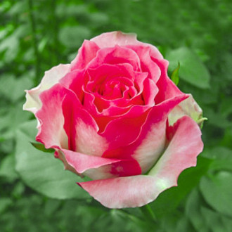 Роза чайно-гибридная Малибу изображение 1