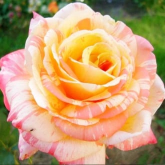 Роза чайно-гибридная Марвел изображение 5