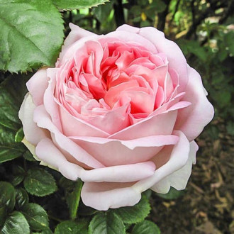 Роза чайно-гибридная Мириам изображение 3