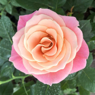 Роза чайно-гибридная Мисс Пигги изображение 3
