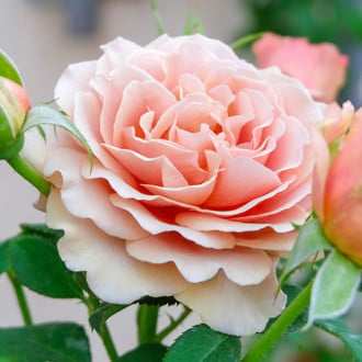 Роза чайно-гибридная Мокароза изображение 2