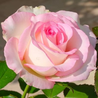 Роза чайно-гибридная Мунстоун изображение 1