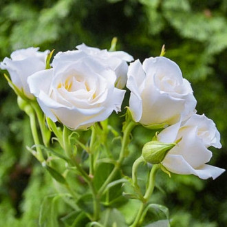 Роза чайно-гибридная Невеста изображение 2