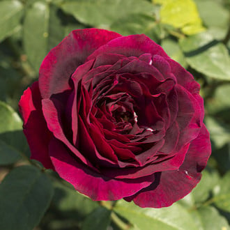 Роза чайно-гибридная Олд Ромео изображение 3