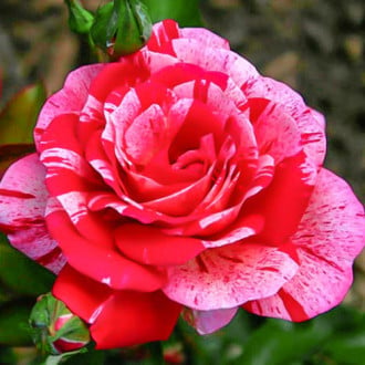 Роза чайно-гибридная Папагено изображение 1