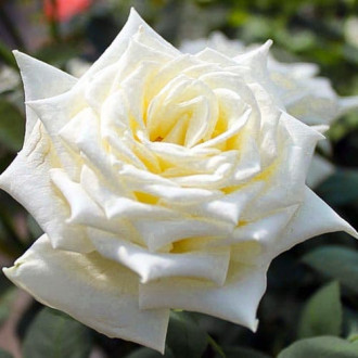 Роза чайно-гибридная Поларштерн изображение 5